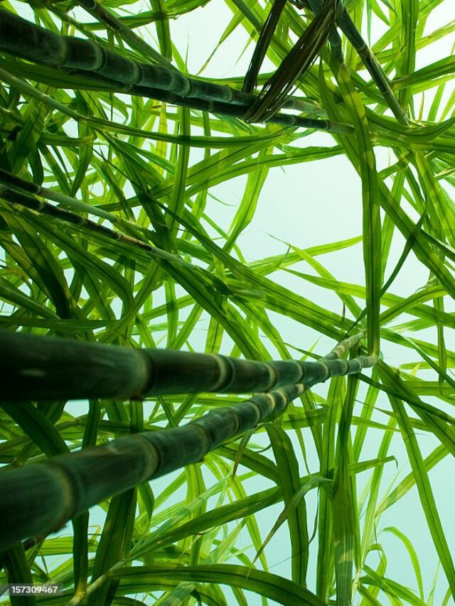 The view from the ground level looking up at a tall sugar cane crop.