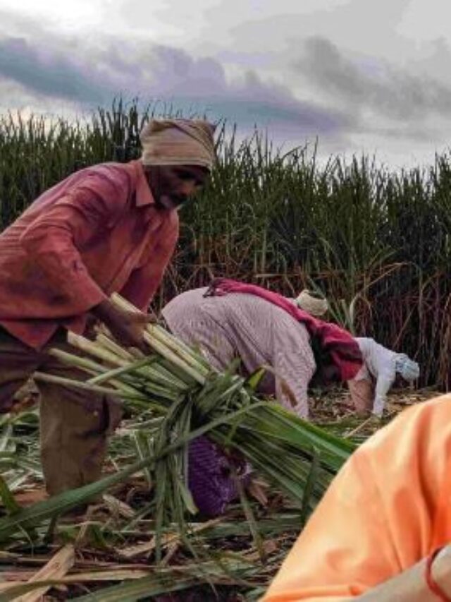 sugarcane news 2024